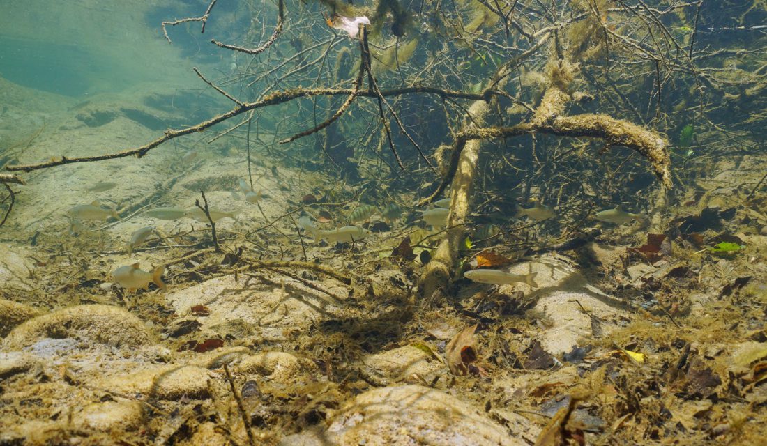 Submerged branches on a freshwater bottom with fish nearby; habitat reference