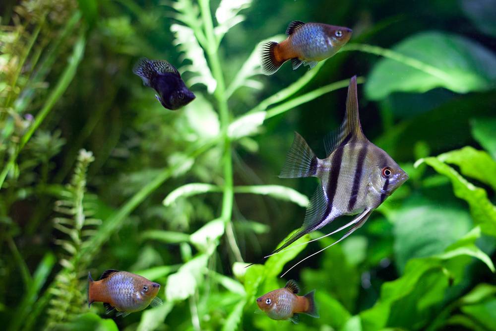 A tall angelfish beside shorter rounded freshwater fish; body-shape comparison reference