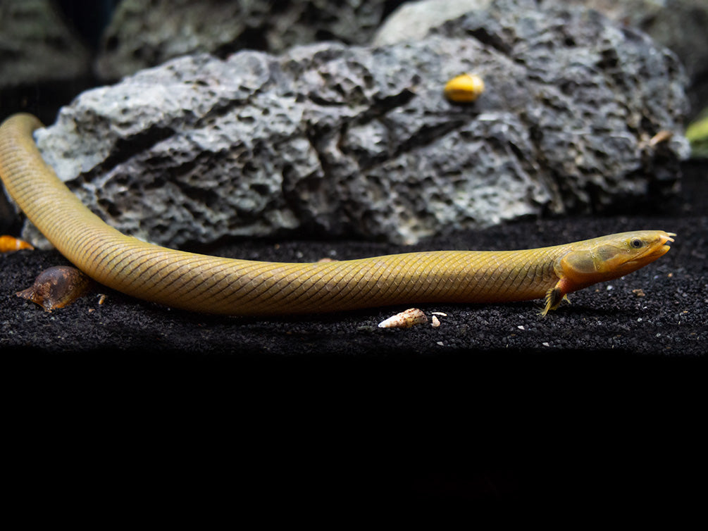 Reedfish (Erpetoichthys calabaricus) over gravel; species reference photograph